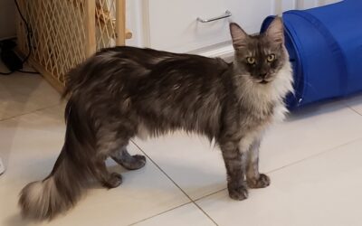 The Majestic Main Coon: A Guide to the Breed’s History and Characteristics