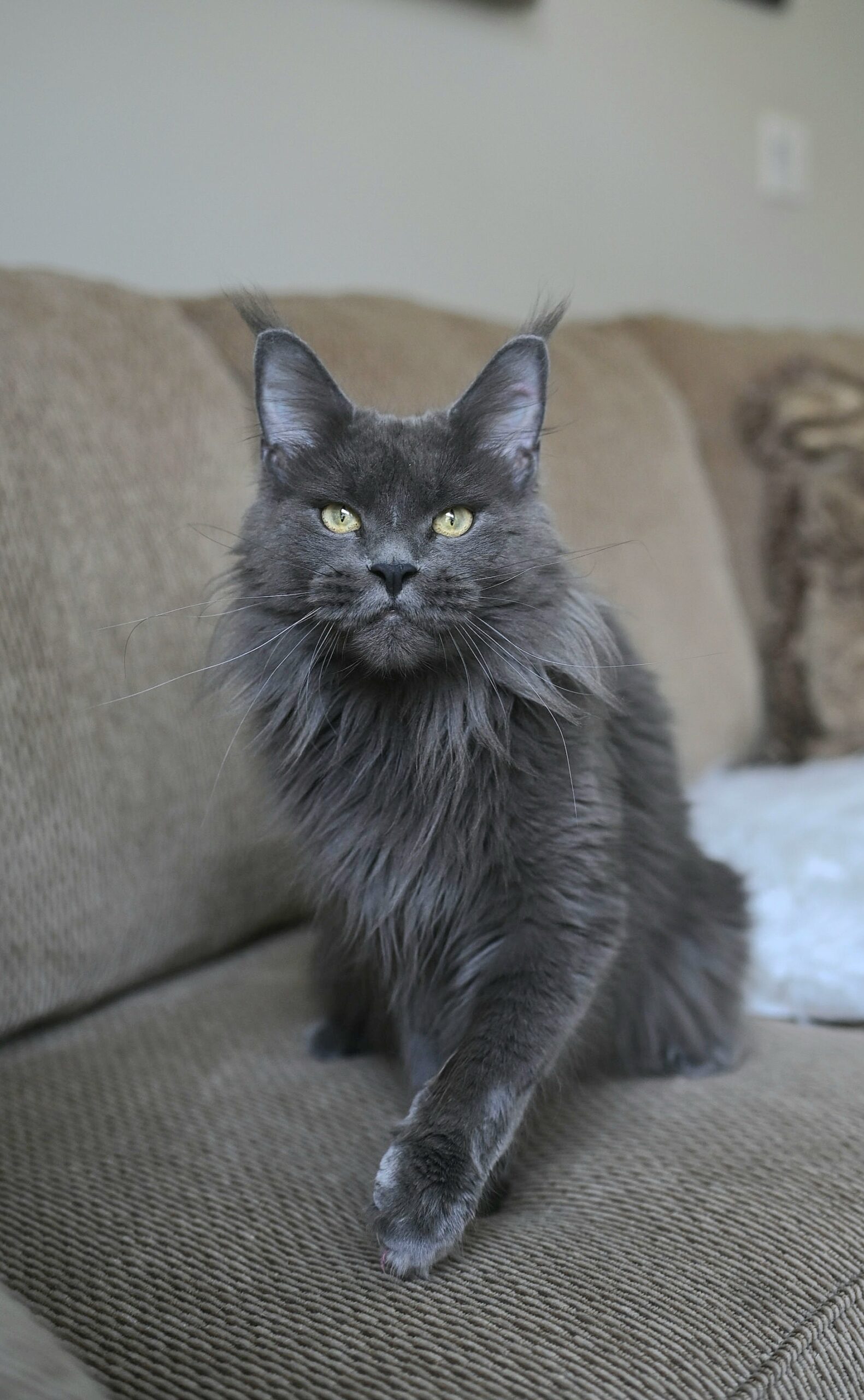 Ariel 2 years