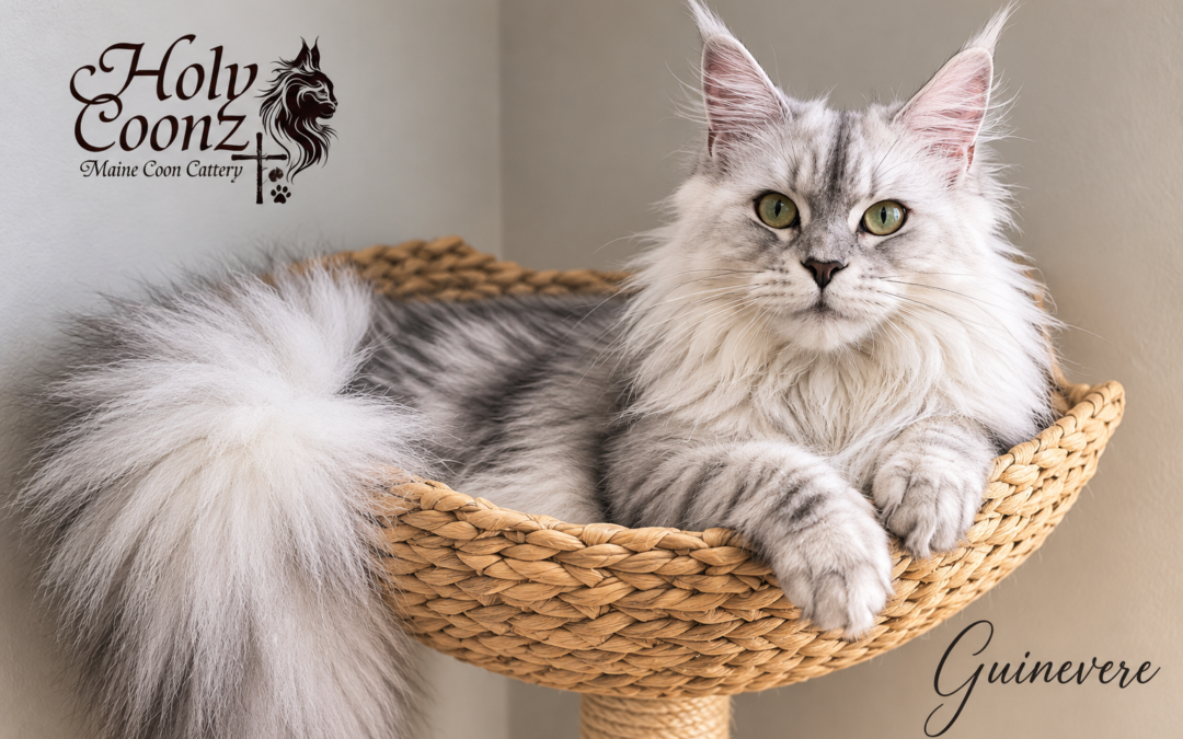 Guinevere, HolyCoonz Maine Coon and prospective breeding queen