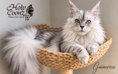 Maine Coon Health Testing: What Responsible Breeders Should Test Before Breeding